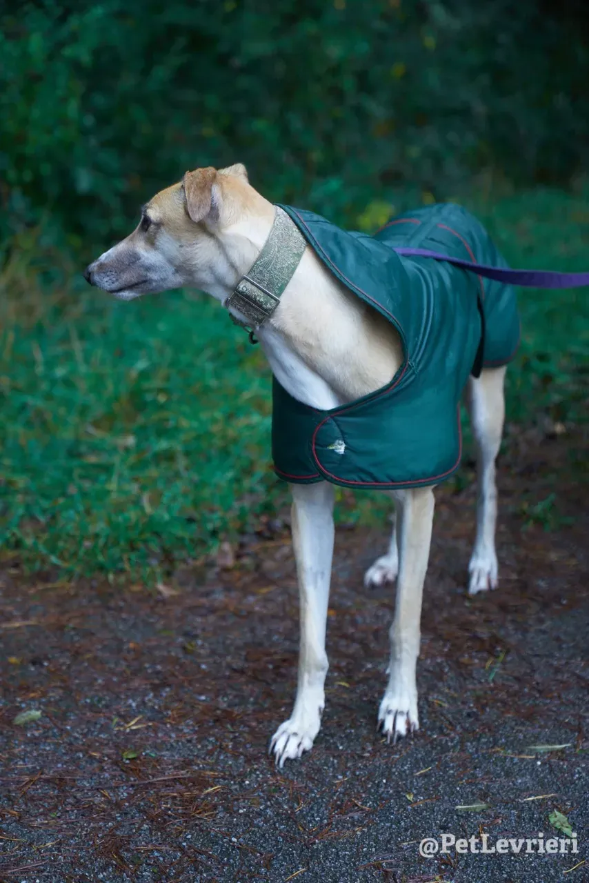 BAYOU pet levrieri greyhound16