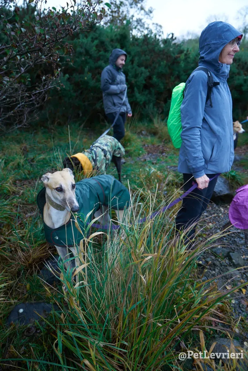 BAYOU pet levrieri greyhound18