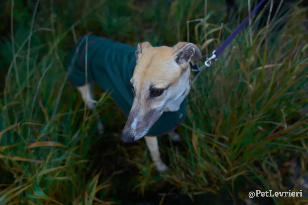 BAYOU pet levrieri greyhound19