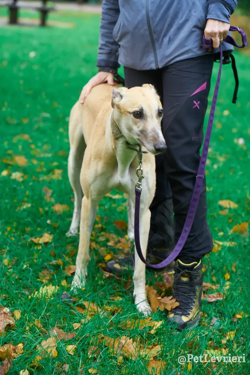 BAYOU pet levrieri greyhound2