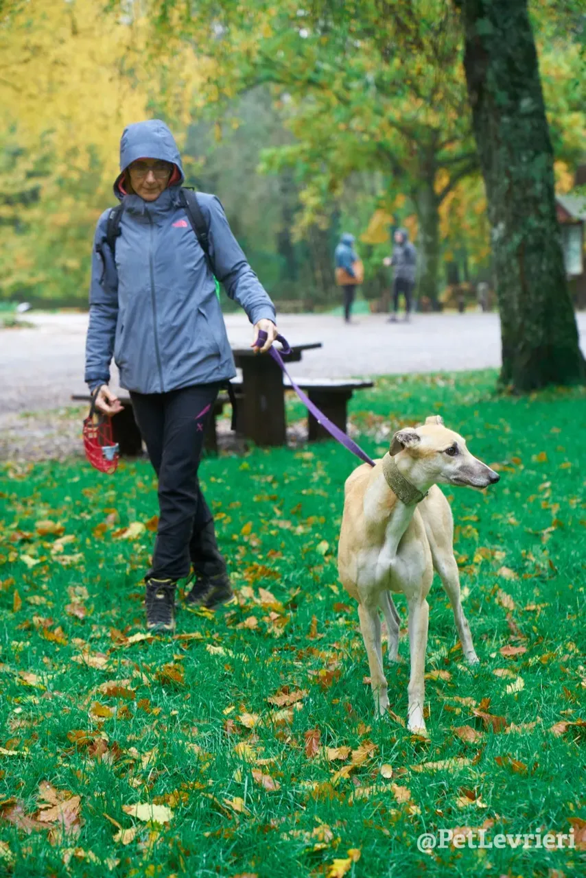 BAYOU pet levrieri greyhound3