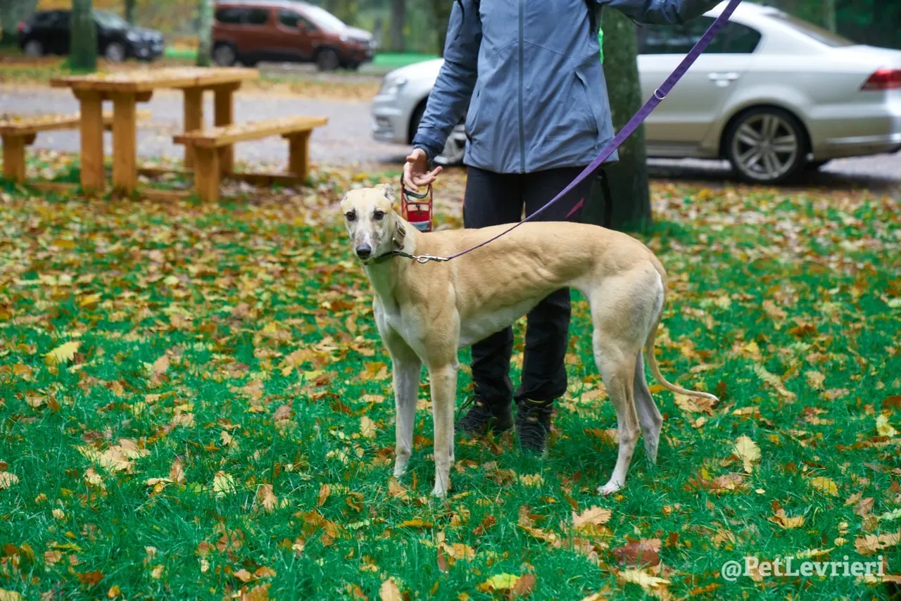 BAYOU pet levrieri greyhound4