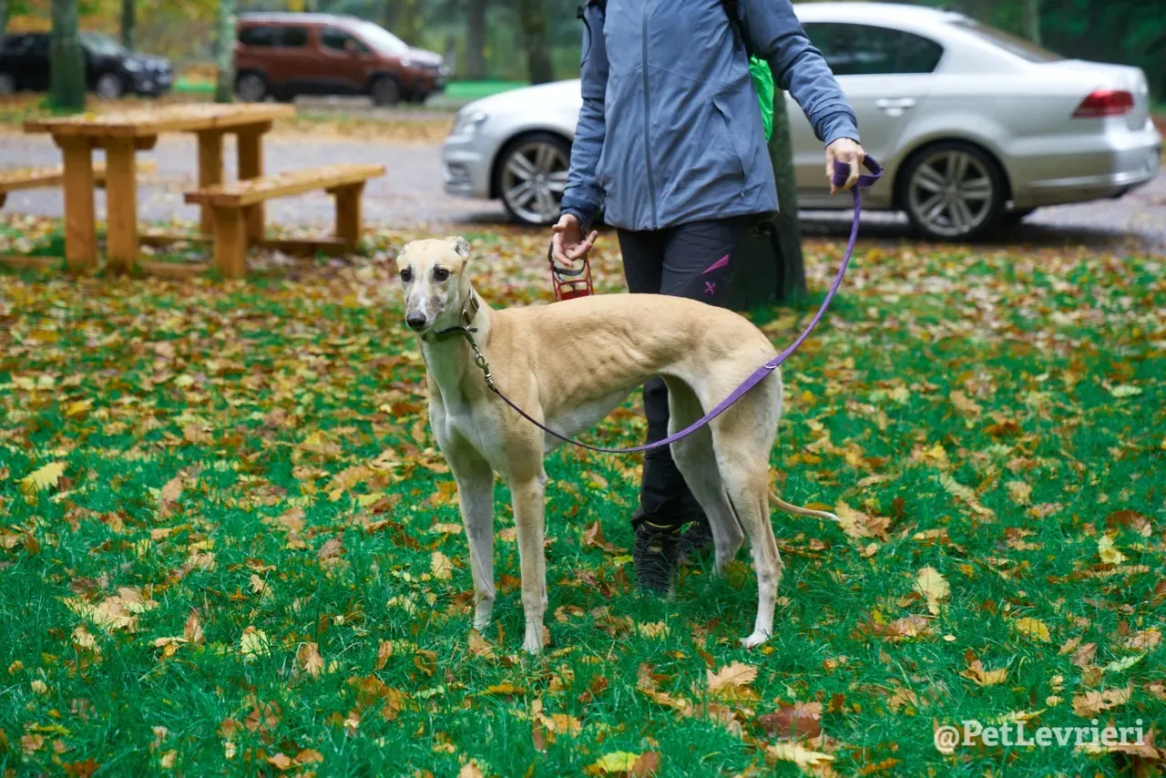 BAYOU pet levrieri greyhound5