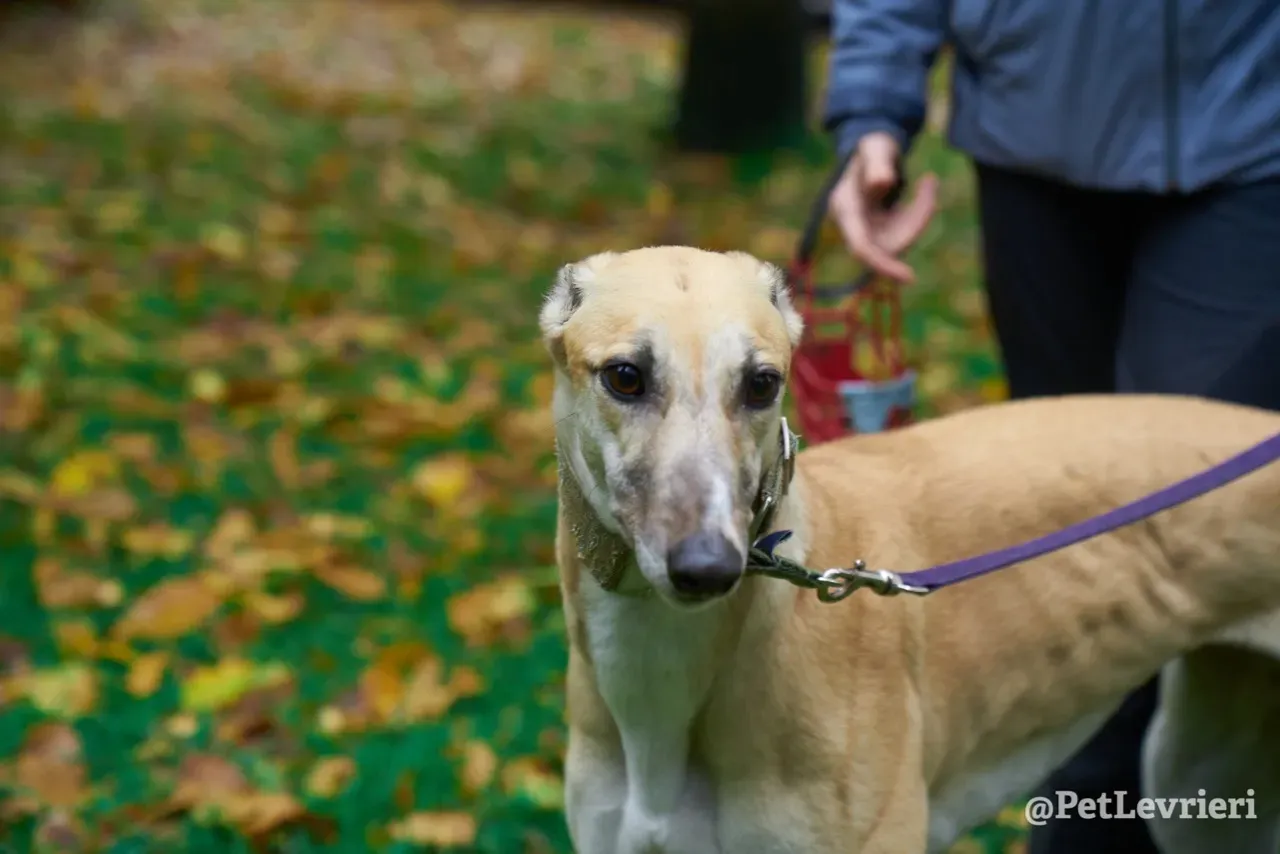 BAYOU pet levrieri greyhound6