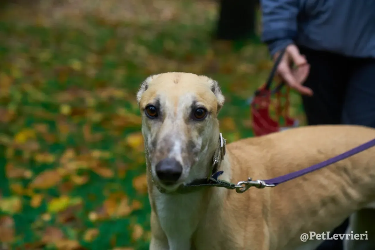 BAYOU pet levrieri greyhound7