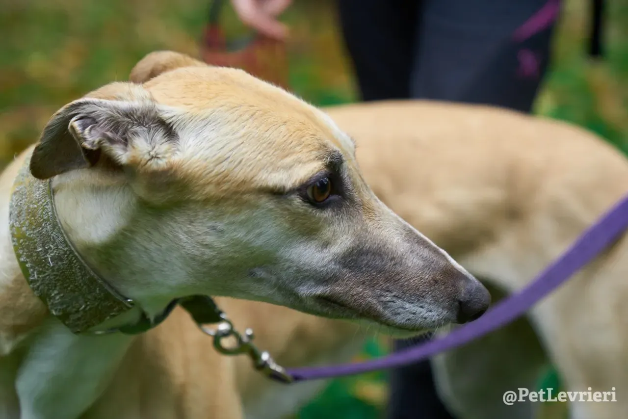 BAYOU pet levrieri greyhound8