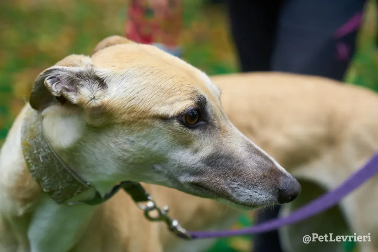 BAYOU pet levrieri greyhound9