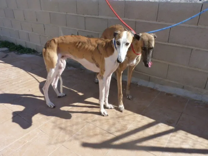 BENJA 7 11 981 48352