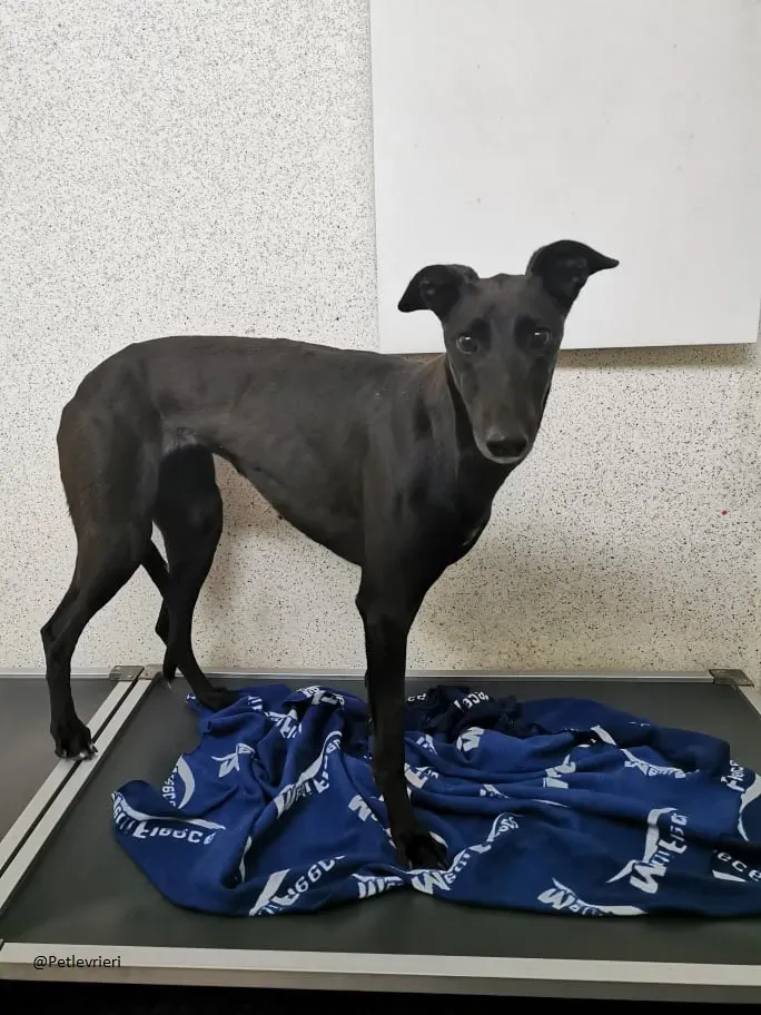 BERNIE greyhound black adozione pet levrieri