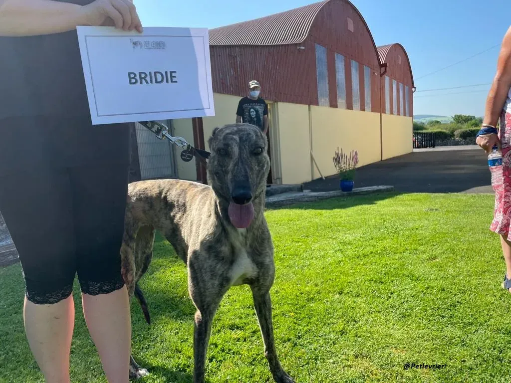 BRIDIE GREYHOUND ADOZIONE LEVRIERI 1