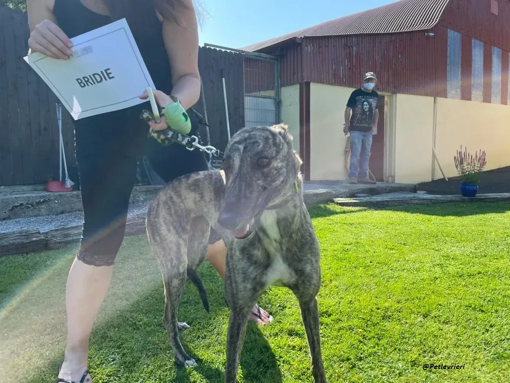 BRIDIE GREYHOUND ADOZIONE LEVRIERI 10