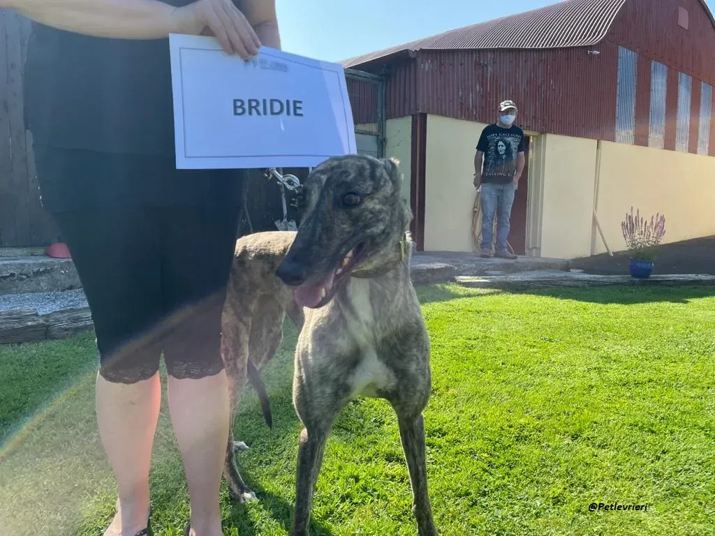 BRIDIE GREYHOUND ADOZIONE LEVRIERI 11