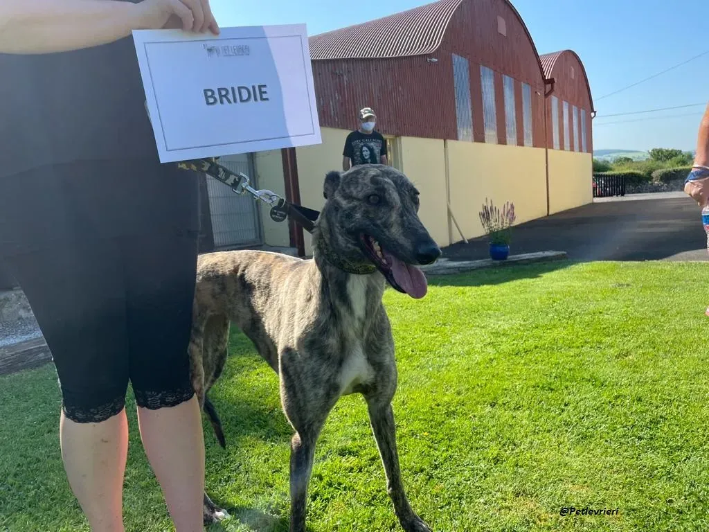 BRIDIE GREYHOUND ADOZIONE LEVRIERI 2