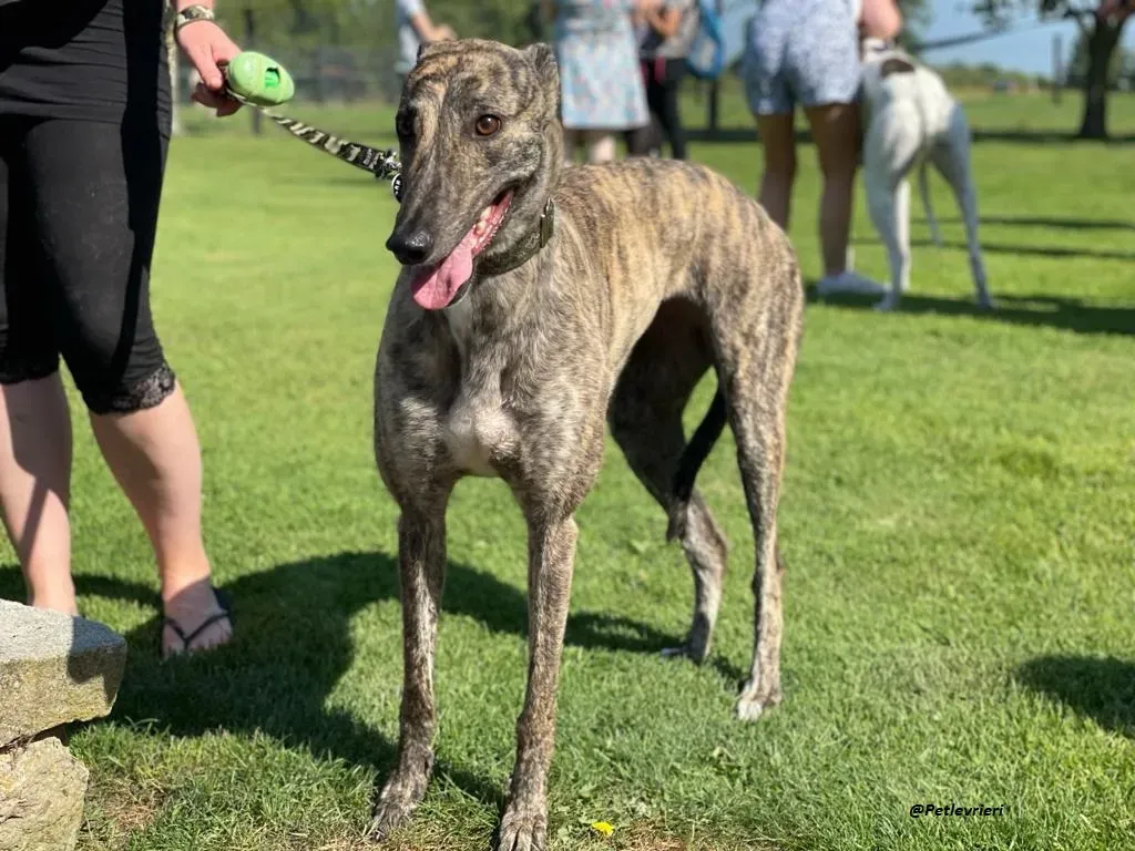 BRIDIE GREYHOUND ADOZIONE LEVRIERI 3