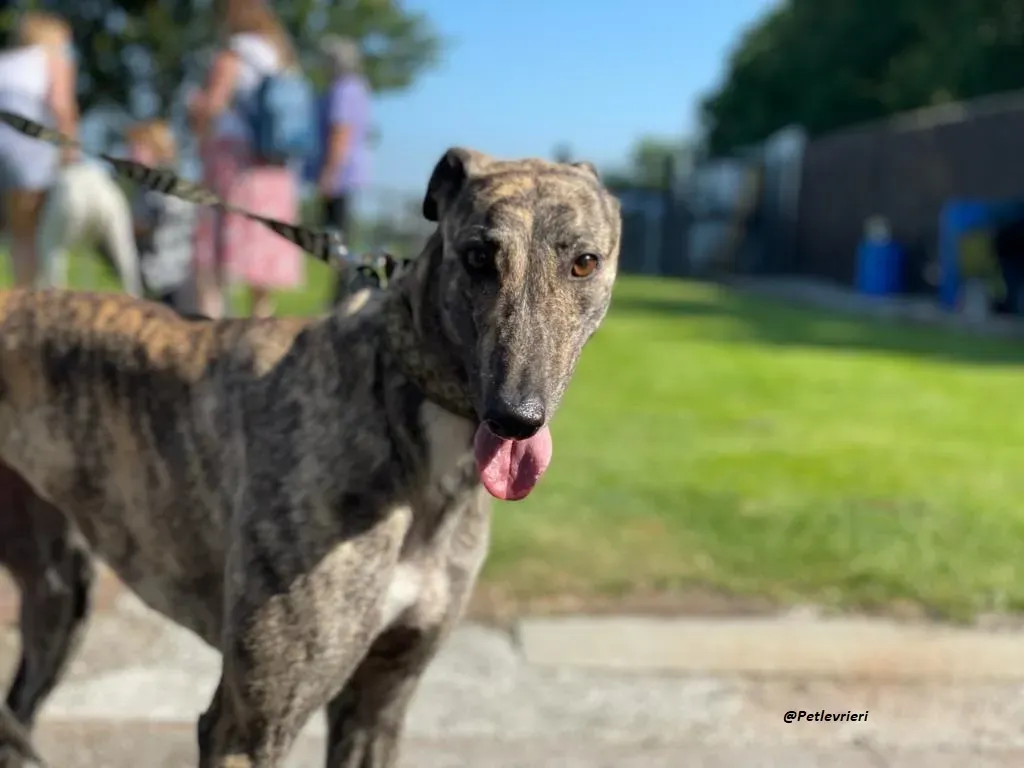 BRIDIE GREYHOUND ADOZIONE LEVRIERI 4