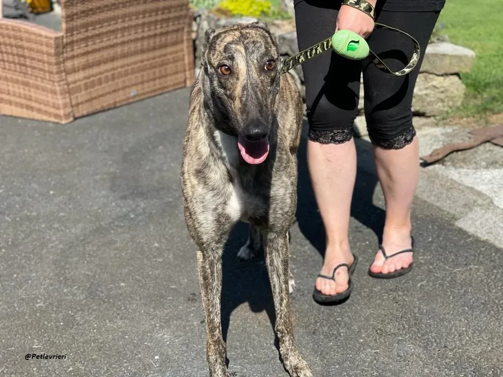 BRIDIE GREYHOUND ADOZIONE LEVRIERI 5
