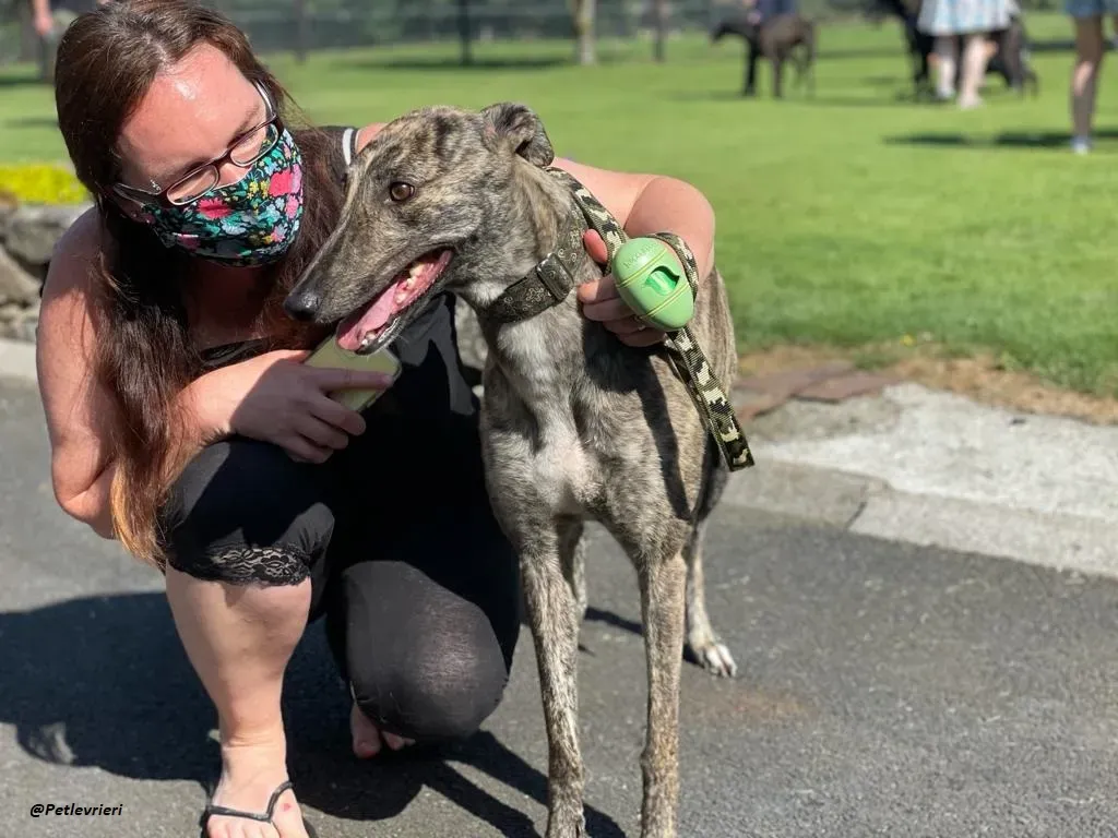 BRIDIE GREYHOUND ADOZIONE LEVRIERI 6