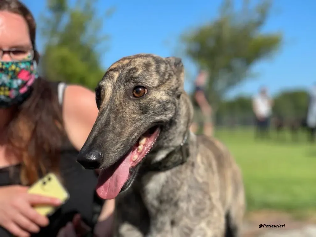 BRIDIE GREYHOUND ADOZIONE LEVRIERI 7