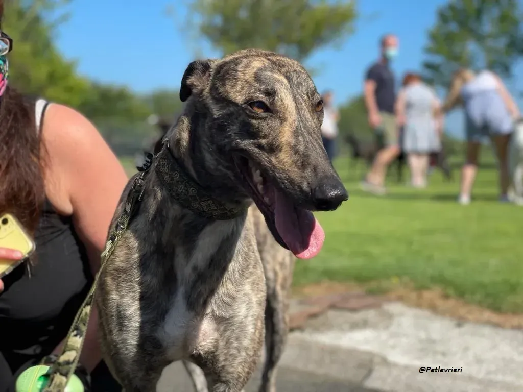 BRIDIE GREYHOUND ADOZIONE LEVRIERI 8