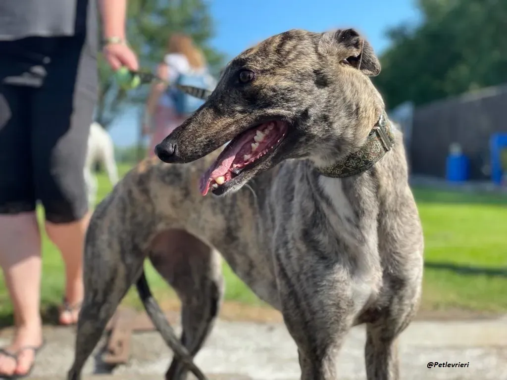 BRIDIE GREYHOUND ADOZIONE LEVRIERI 9