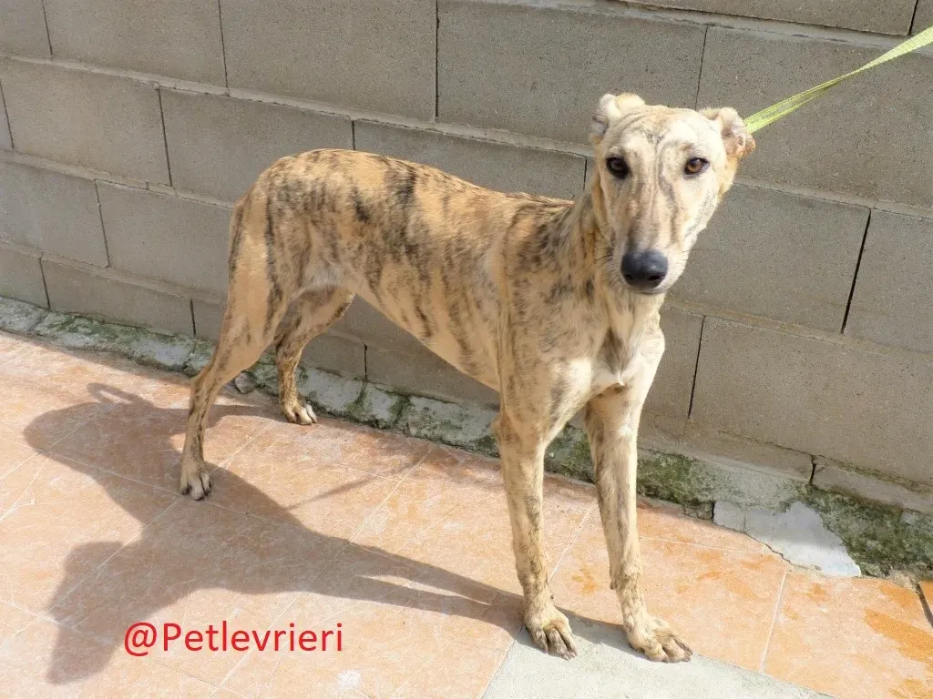 Baby adozione levrieri galgo01
