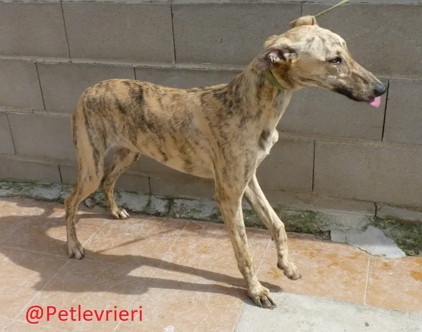Baby adozione levrieri galgo02