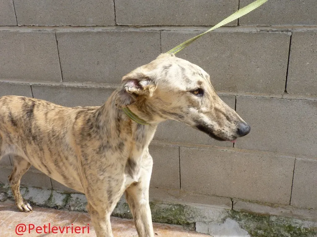 Baby adozione levrieri galgo03