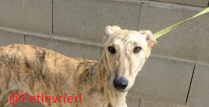 Baby adozione levrieri galgo04 1