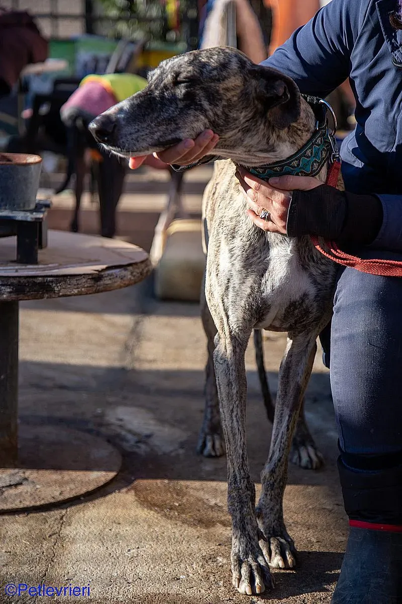 Bacquer adozione levrieri galgo 010
