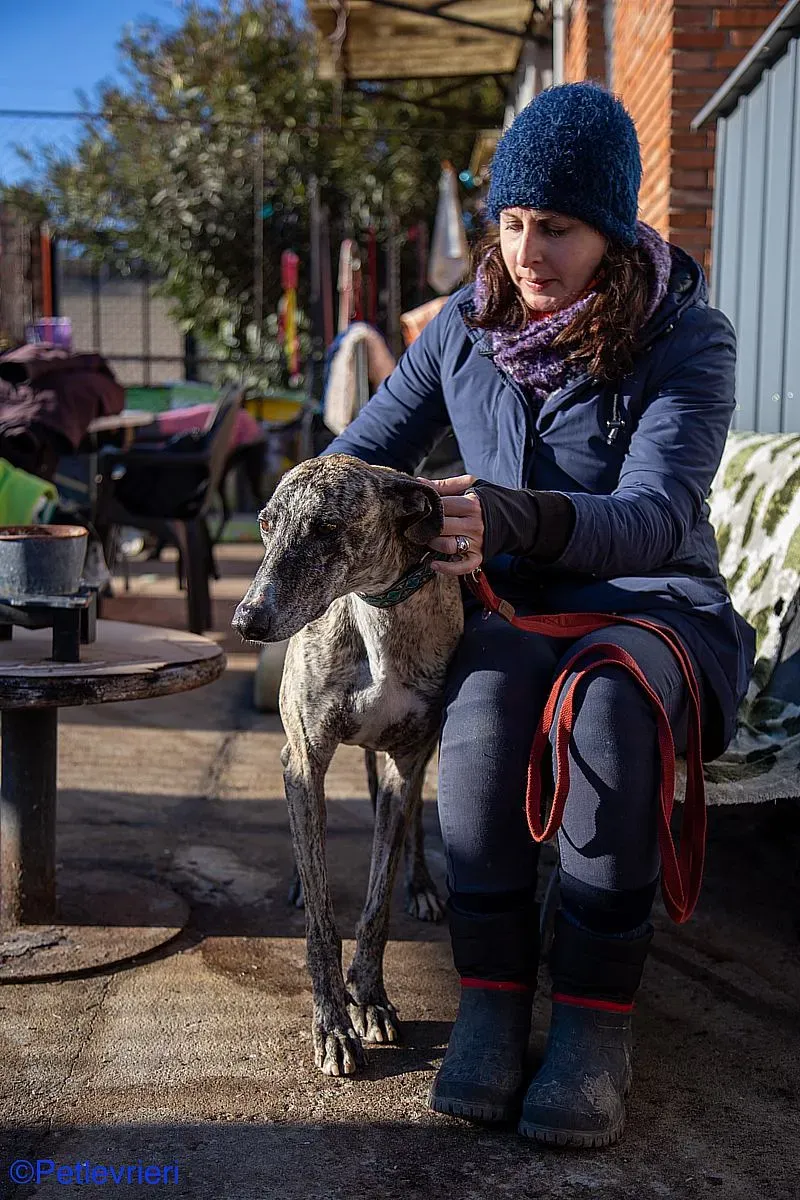 Bacquer adozione levrieri galgo 011