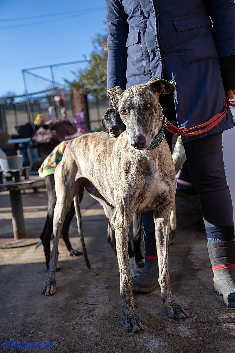 Bacquer adozione levrieri galgo 012