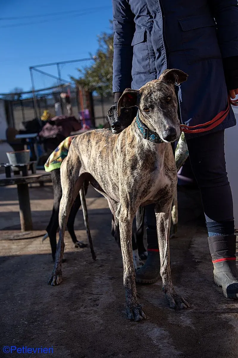 Bacquer adozione levrieri galgo 013