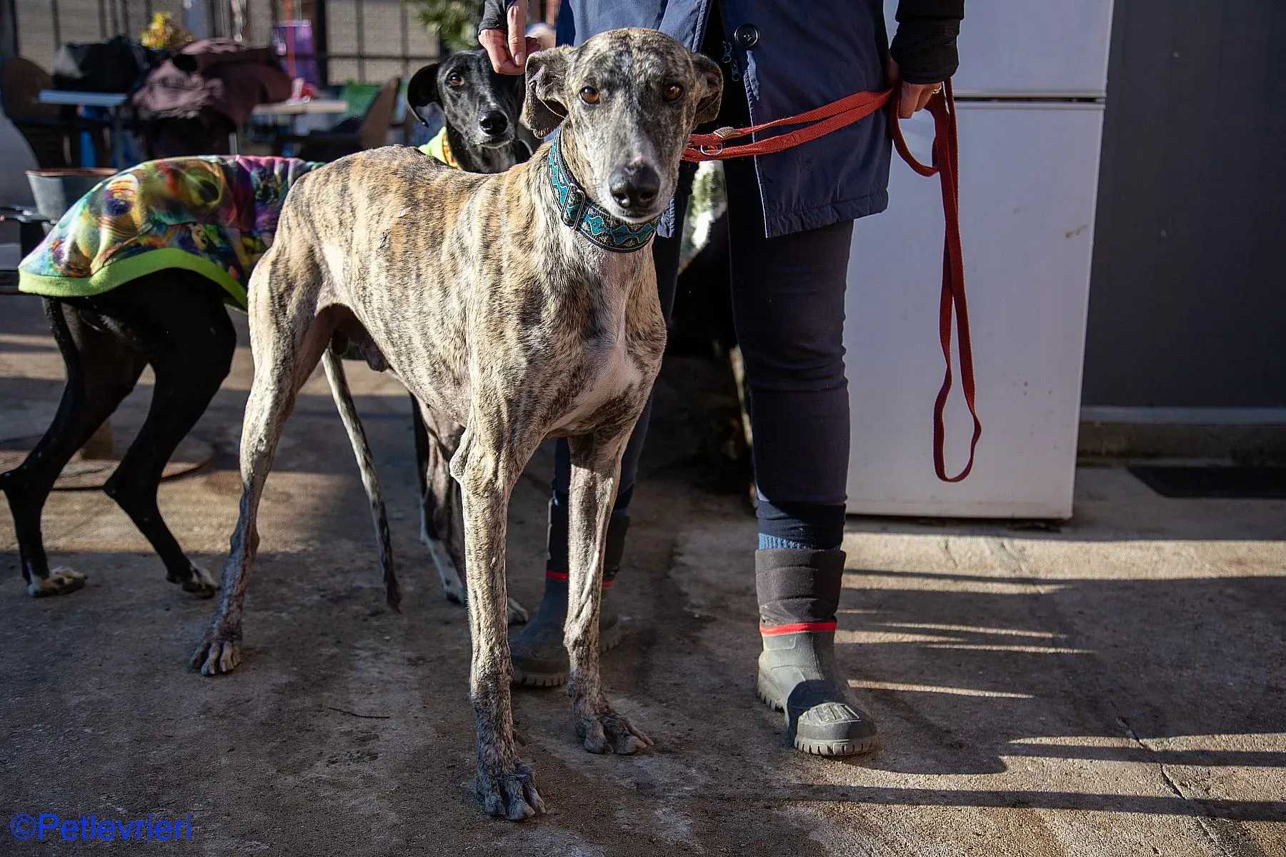 Bacquer adozione levrieri galgo 014