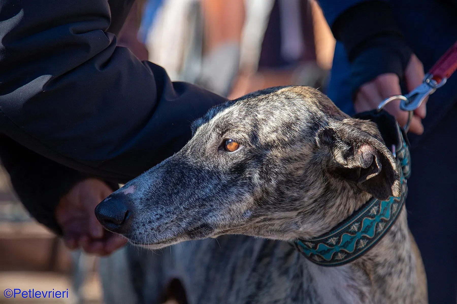 Bacquer adozione levrieri galgo 015