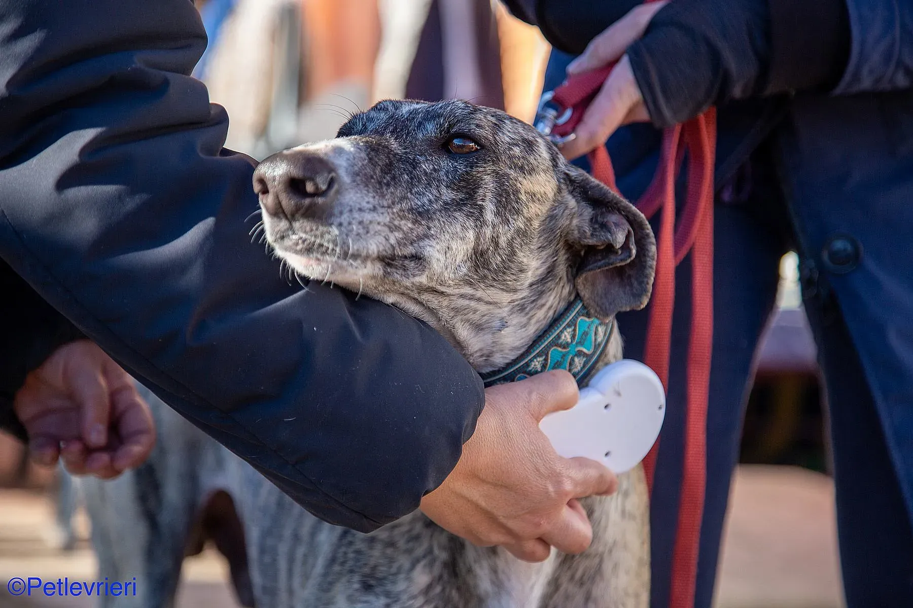 Bacquer adozione levrieri galgo 016
