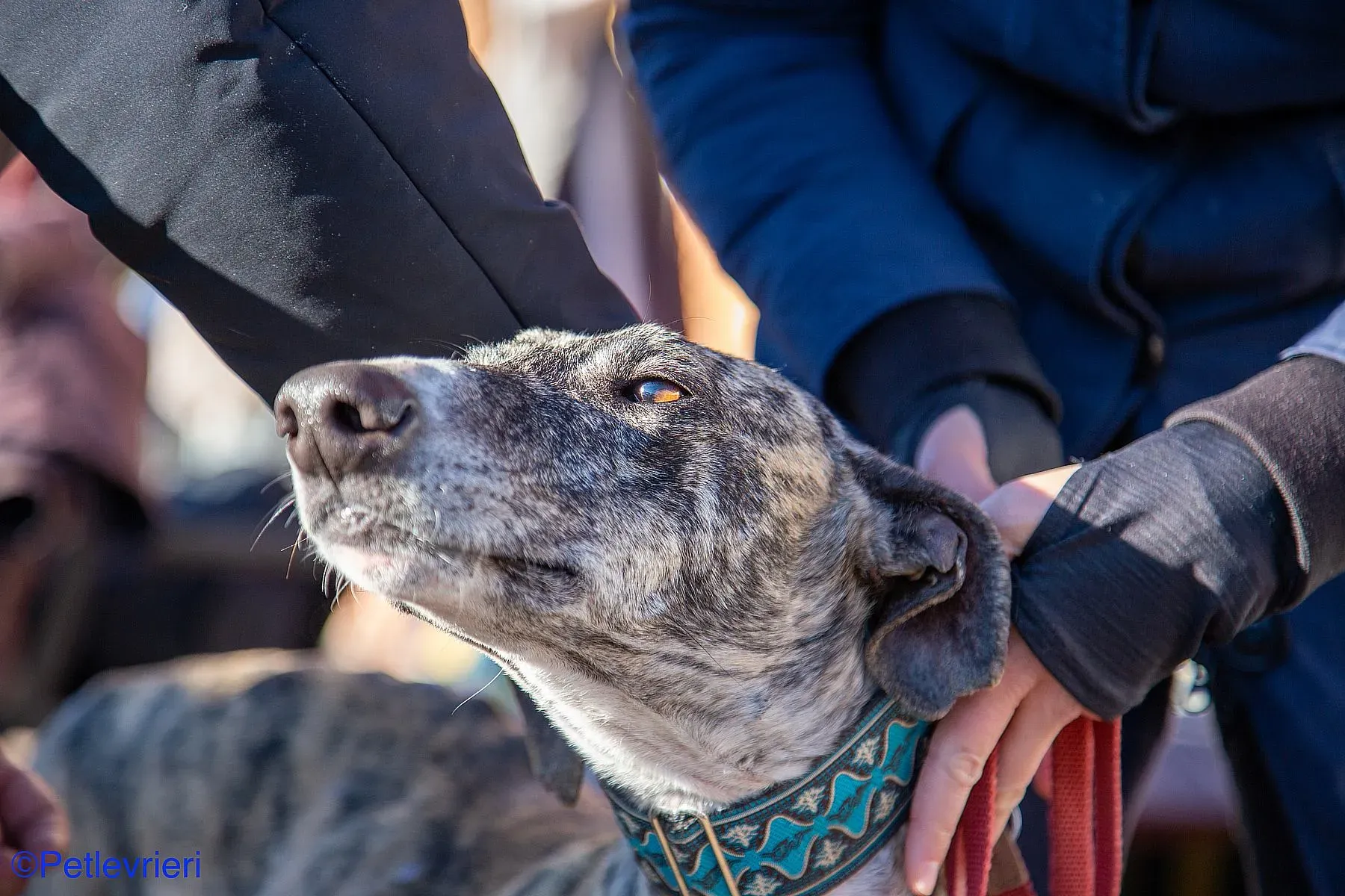 Bacquer adozione levrieri galgo 017
