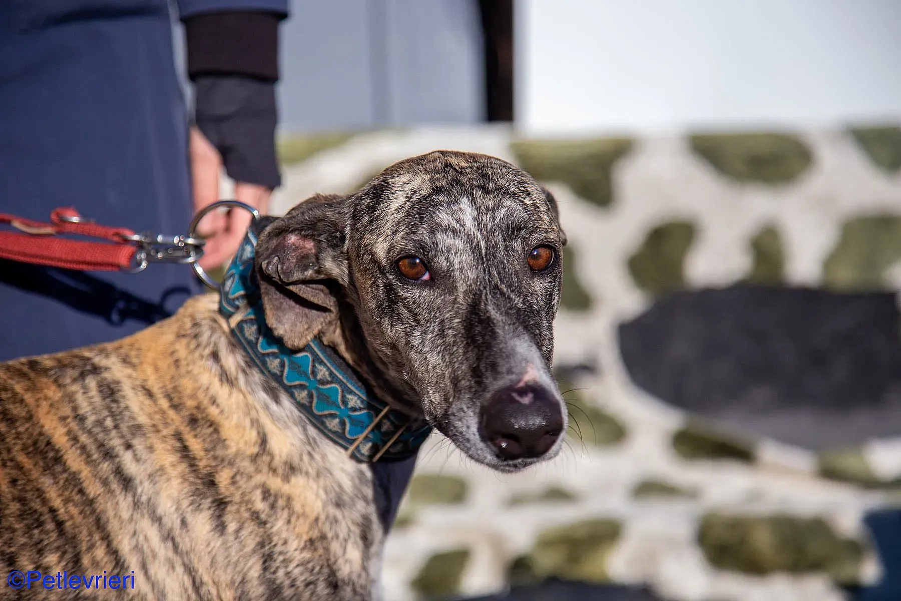 Bacquer adozione levrieri galgo 018