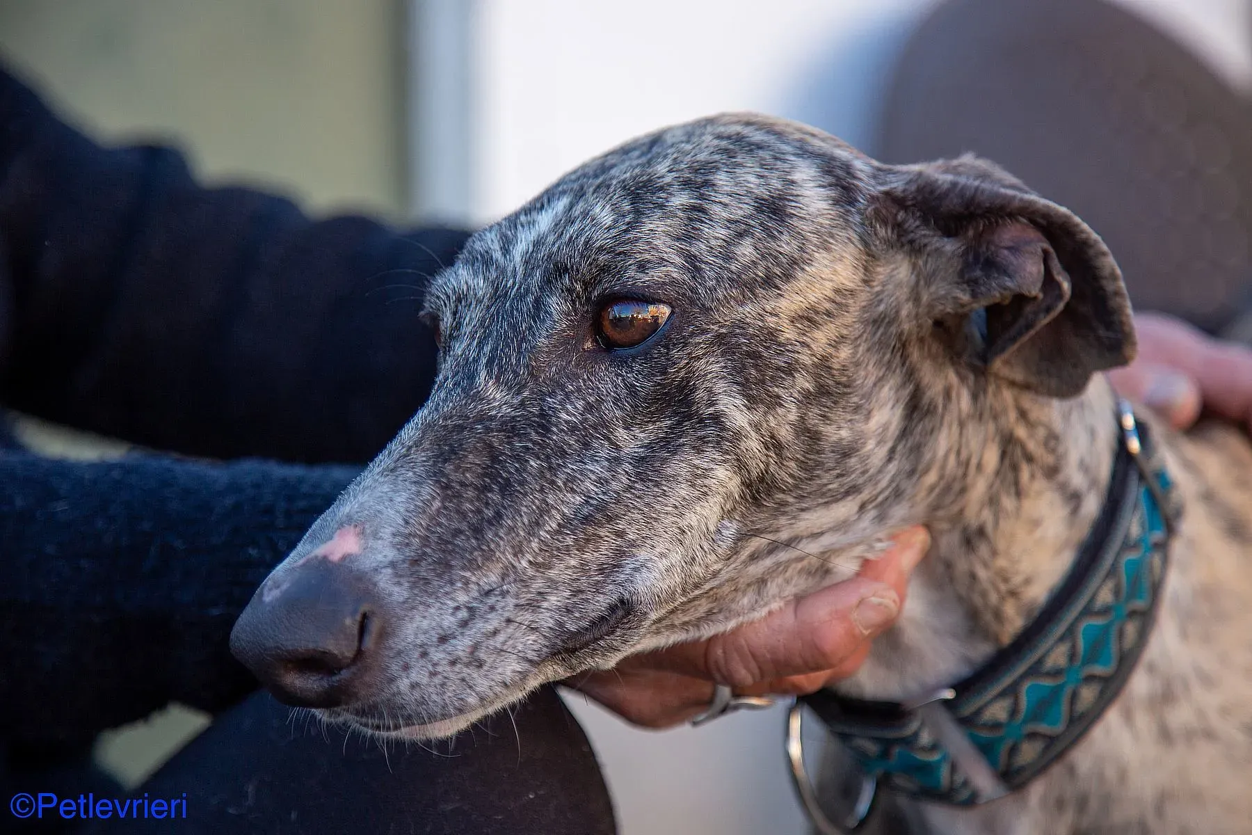 Bacquer adozione levrieri galgo 02