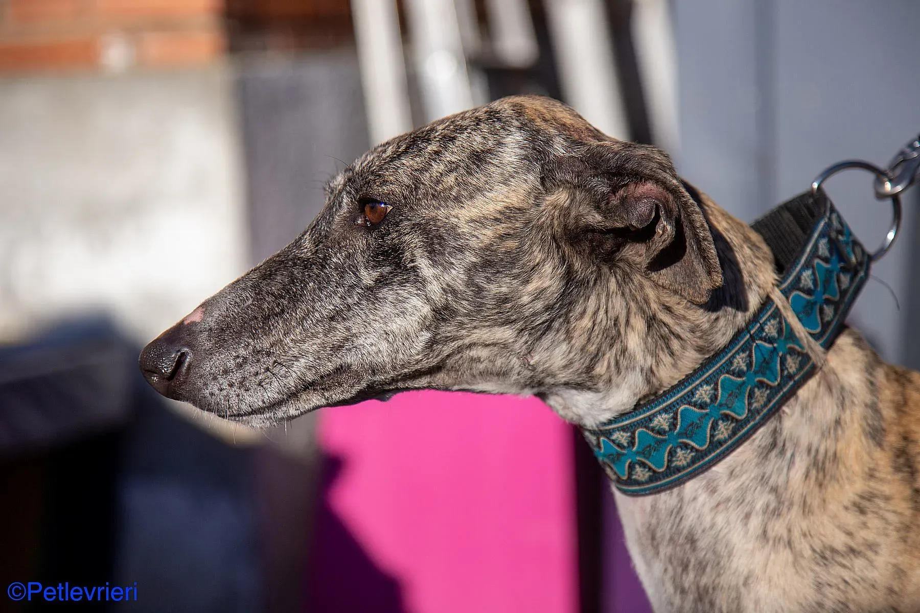 Bacquer adozione levrieri galgo 020