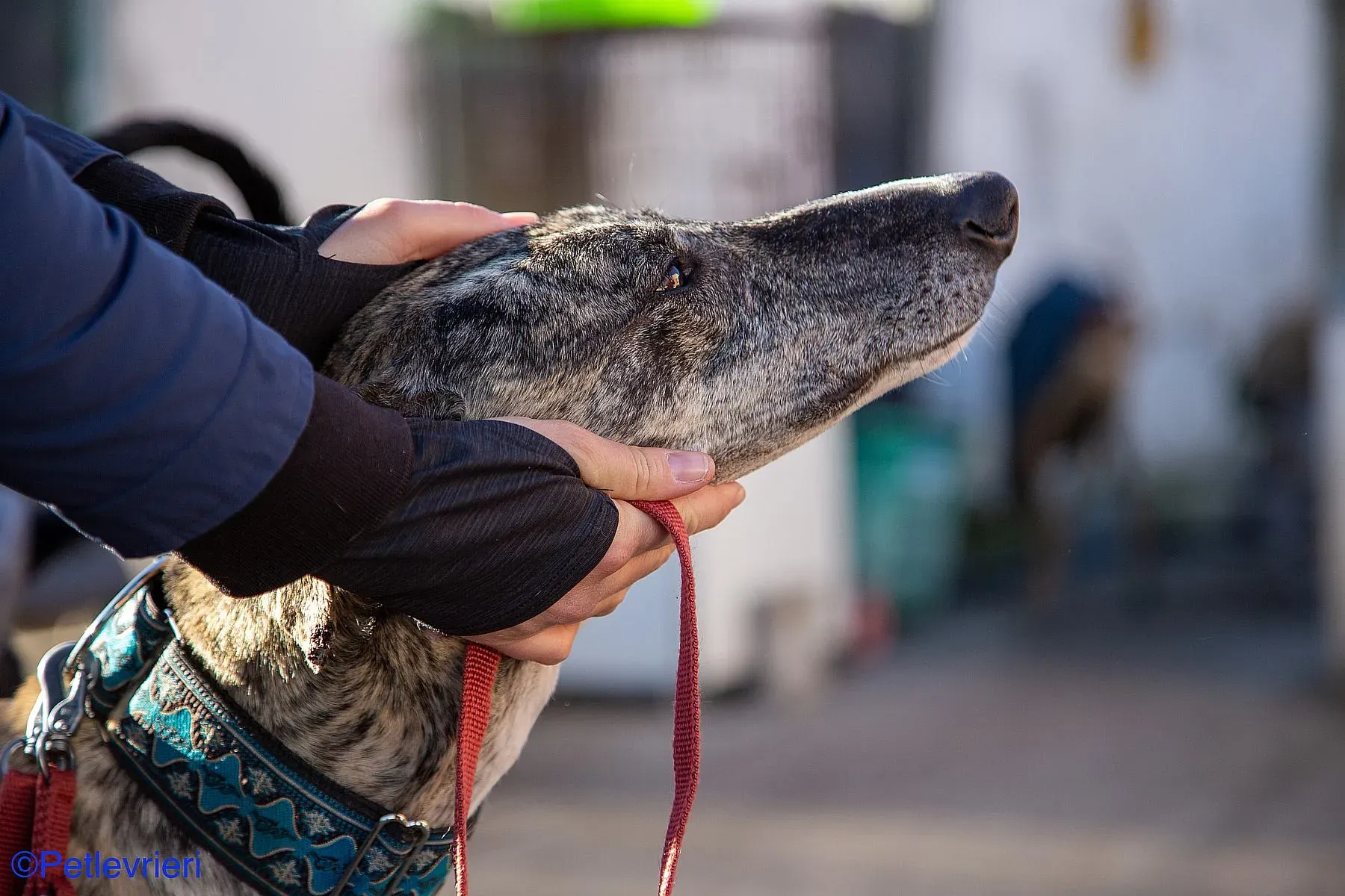 Bacquer adozione levrieri galgo 021