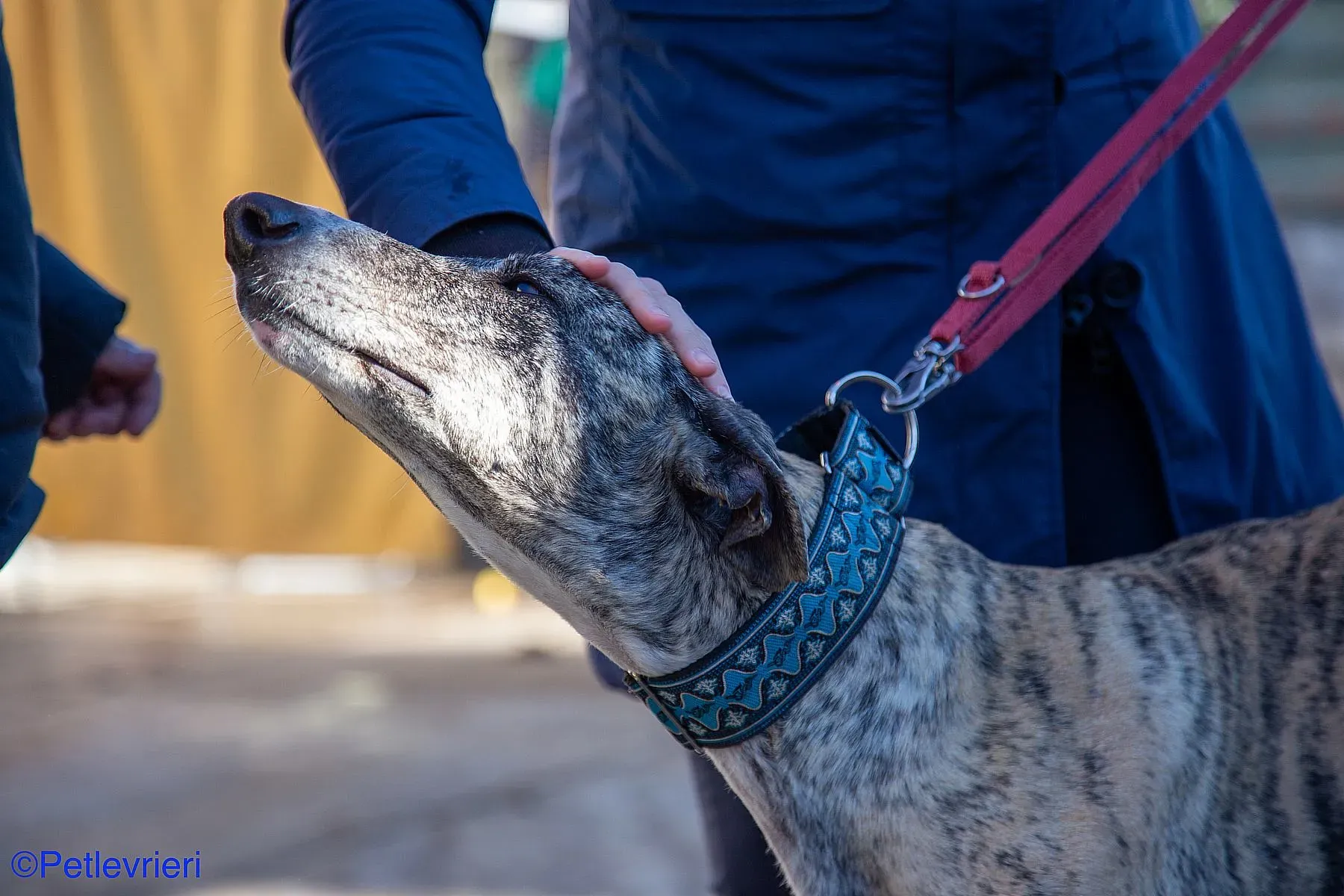 Bacquer adozione levrieri galgo 022