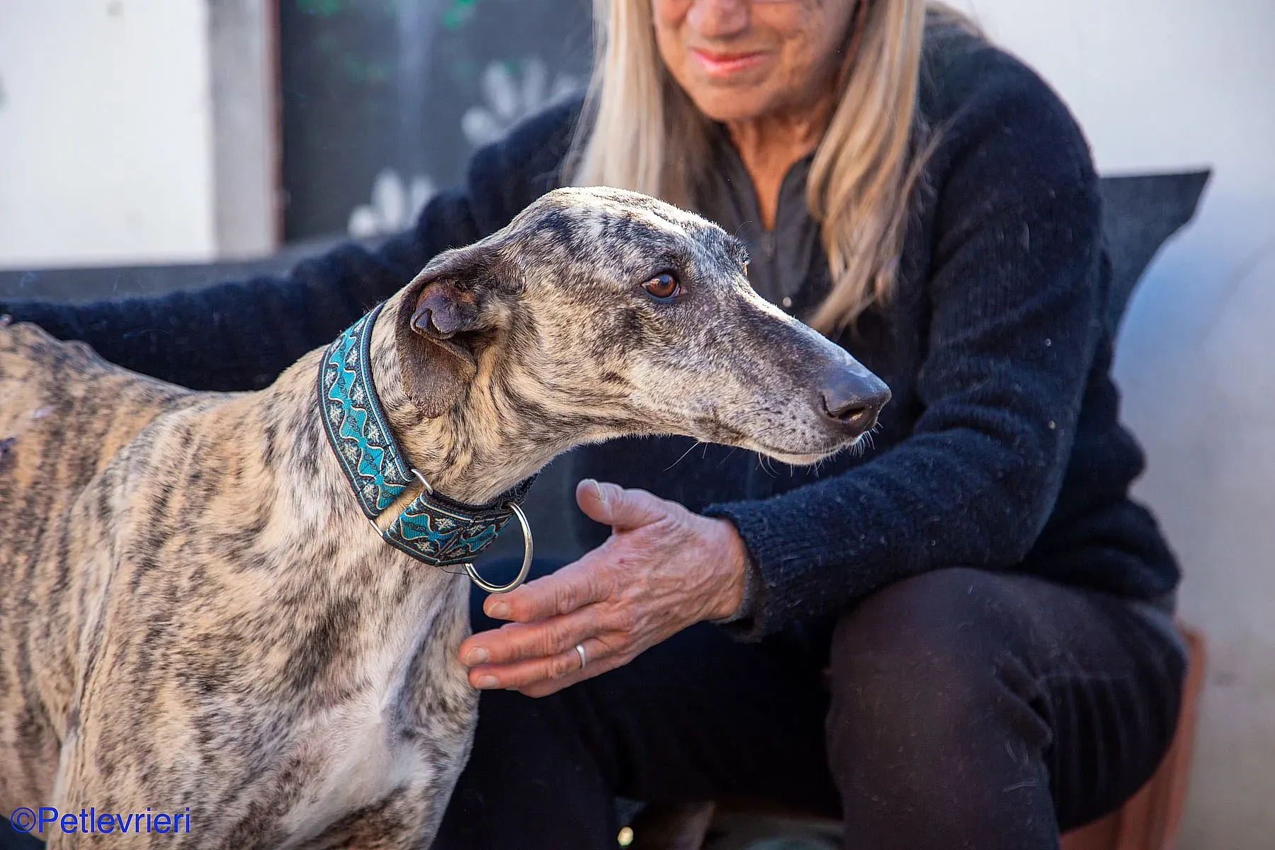 Bacquer adozione levrieri galgo 023