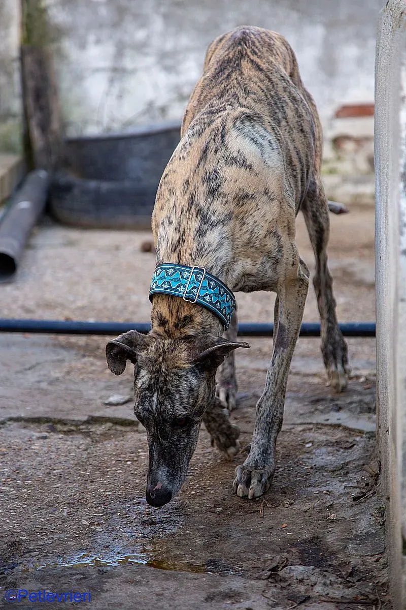 Bacquer adozione levrieri galgo 024