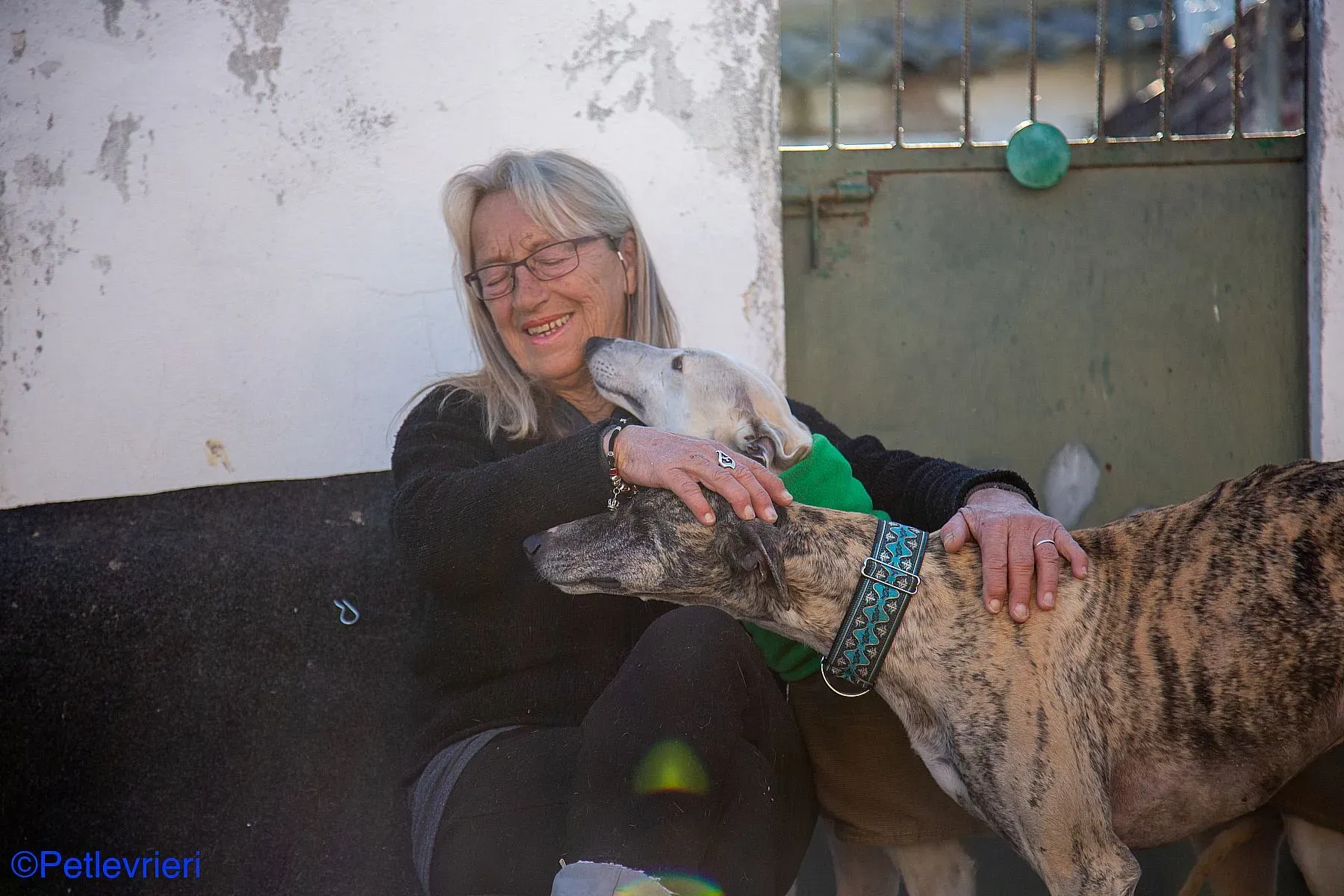 Bacquer adozione levrieri galgo 04