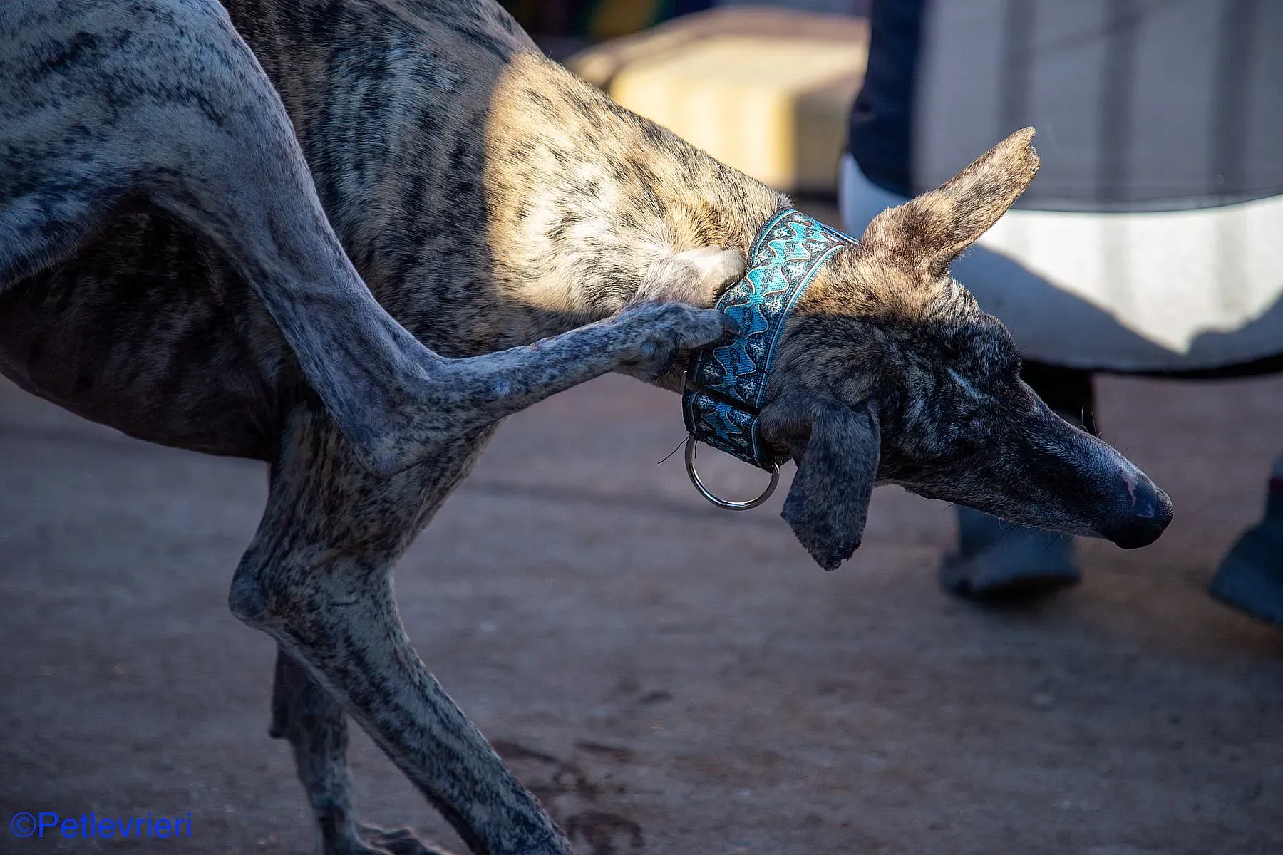 Bacquer adozione levrieri galgo 05