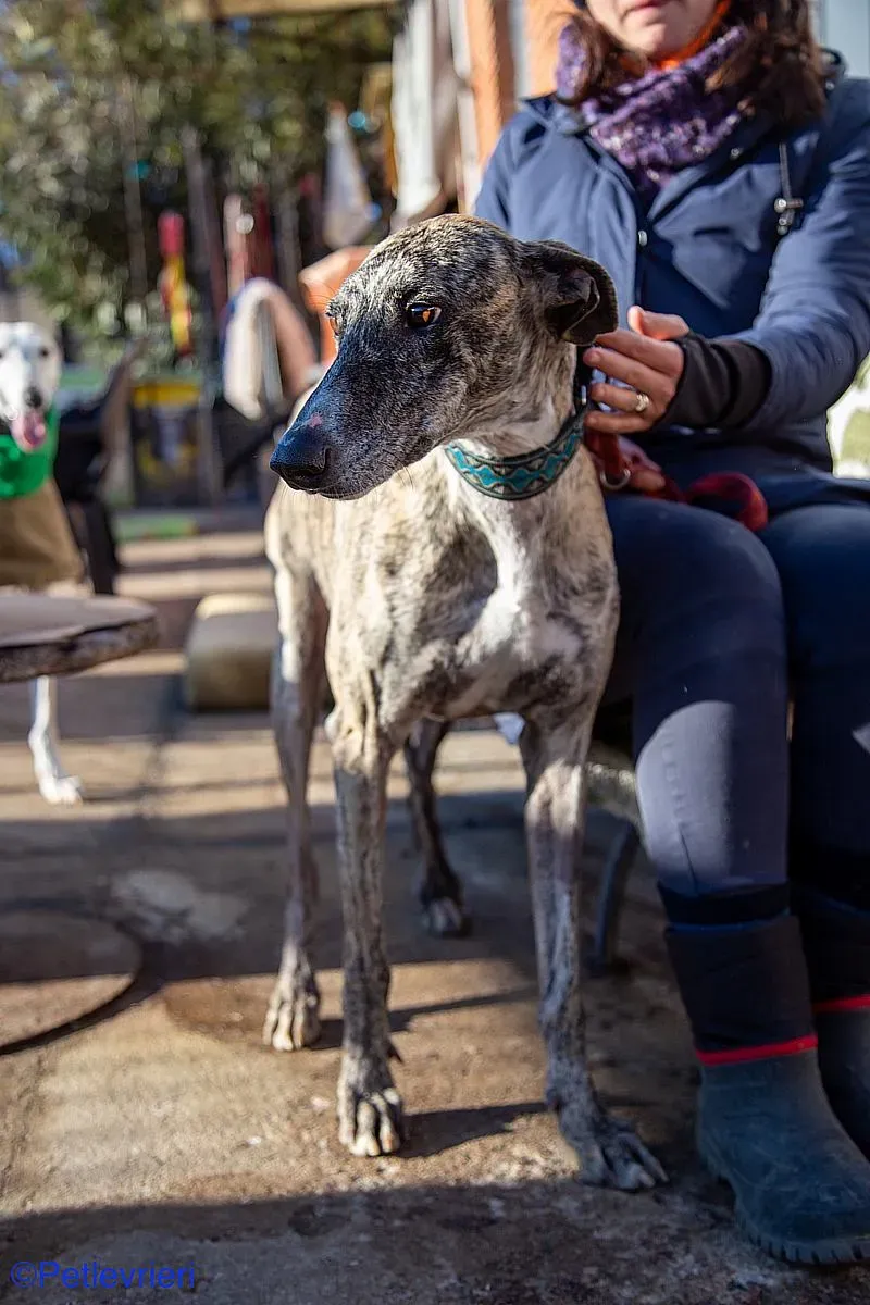 Bacquer adozione levrieri galgo 06
