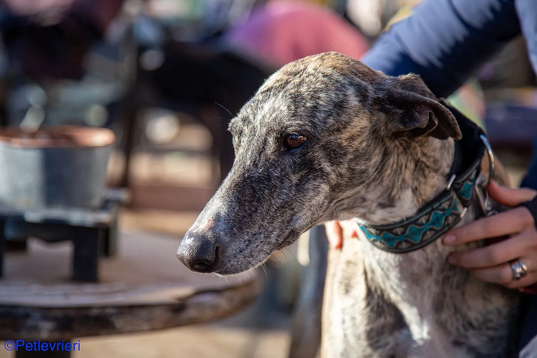 Bacquer adozione levrieri galgo 07