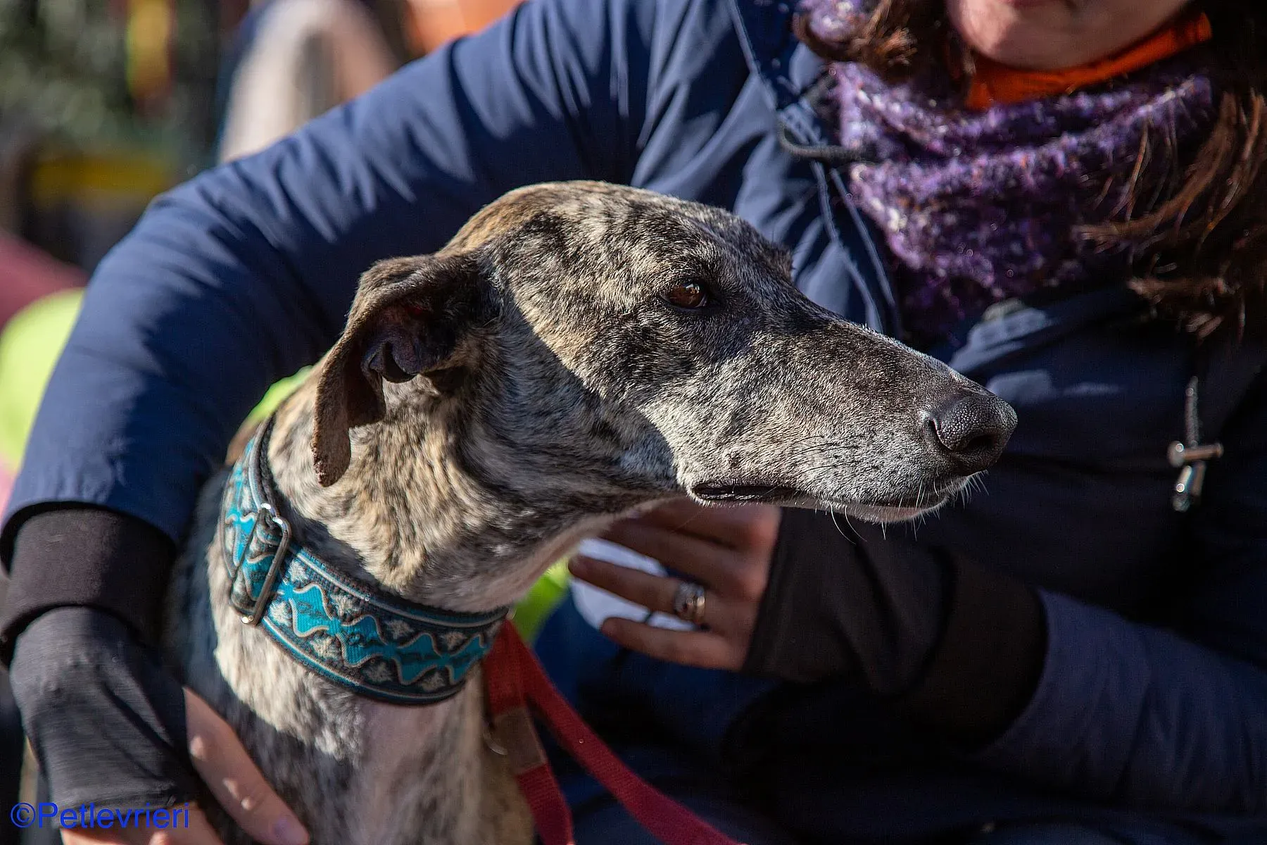 Bacquer adozione levrieri galgo 08