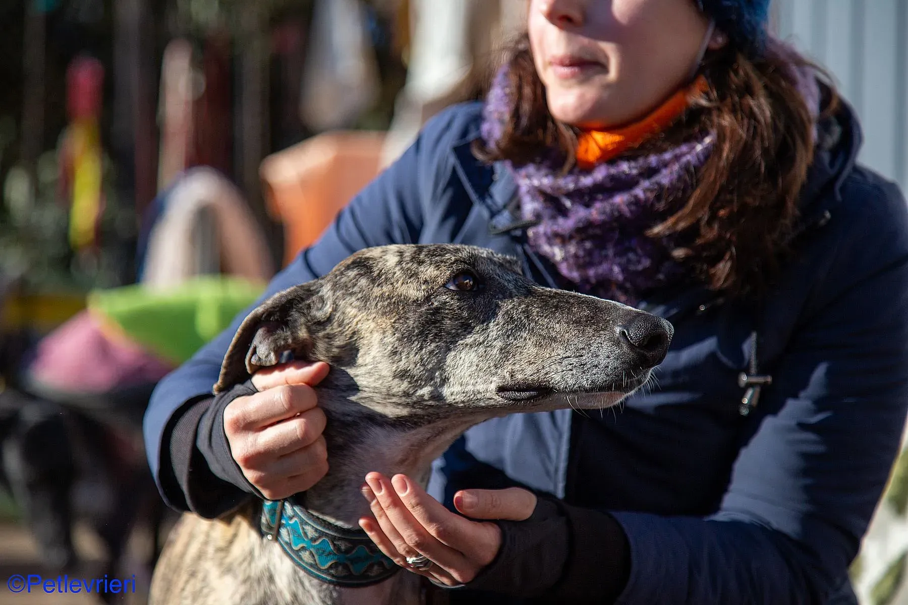 Bacquer adozione levrieri galgo 09