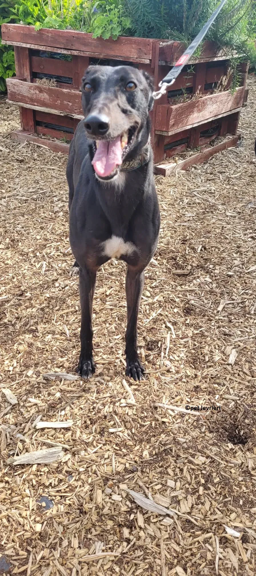 Bafta levriero adozione greyhound1